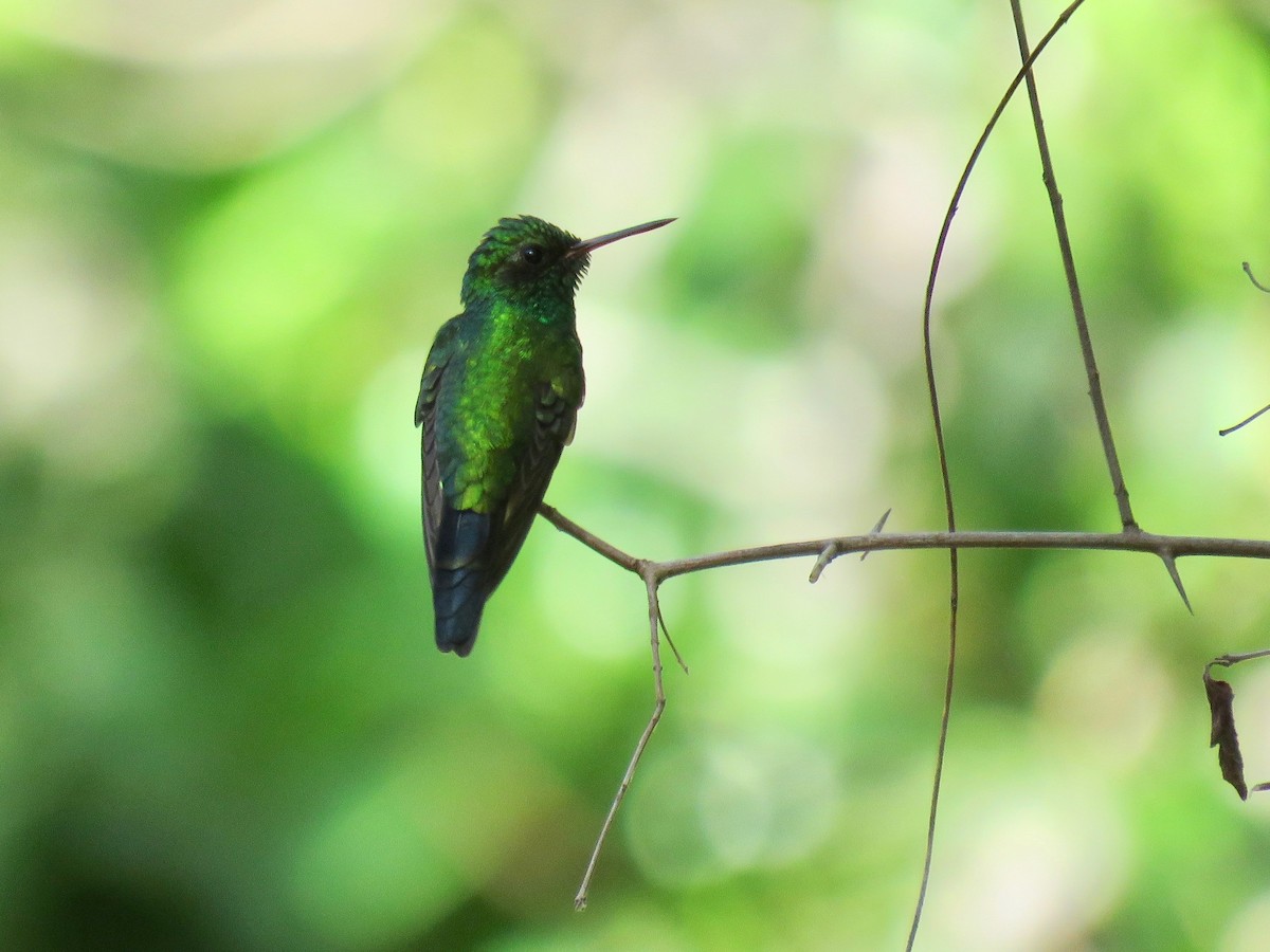 Canivet's Emerald (Salvin's) - John van Dort