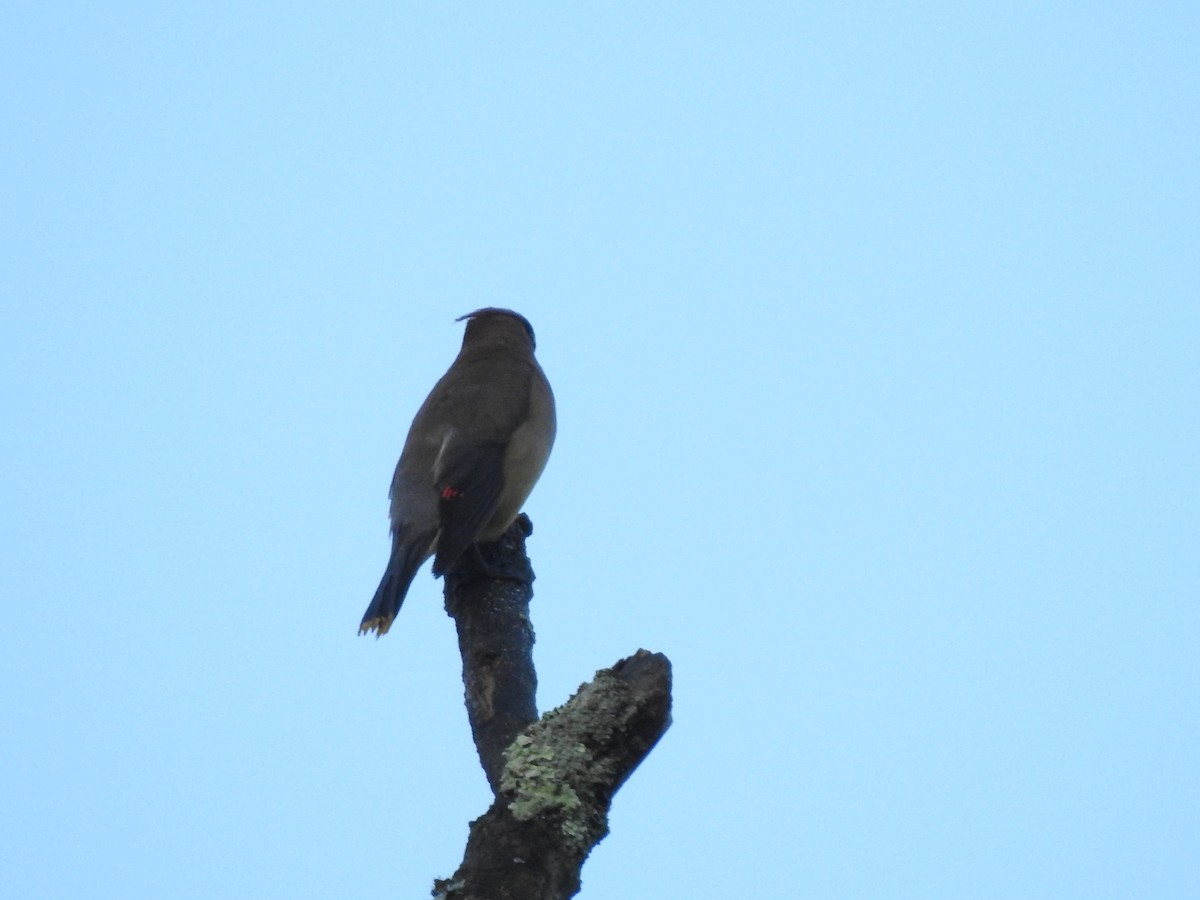 Cedar Waxwing - ML113022371