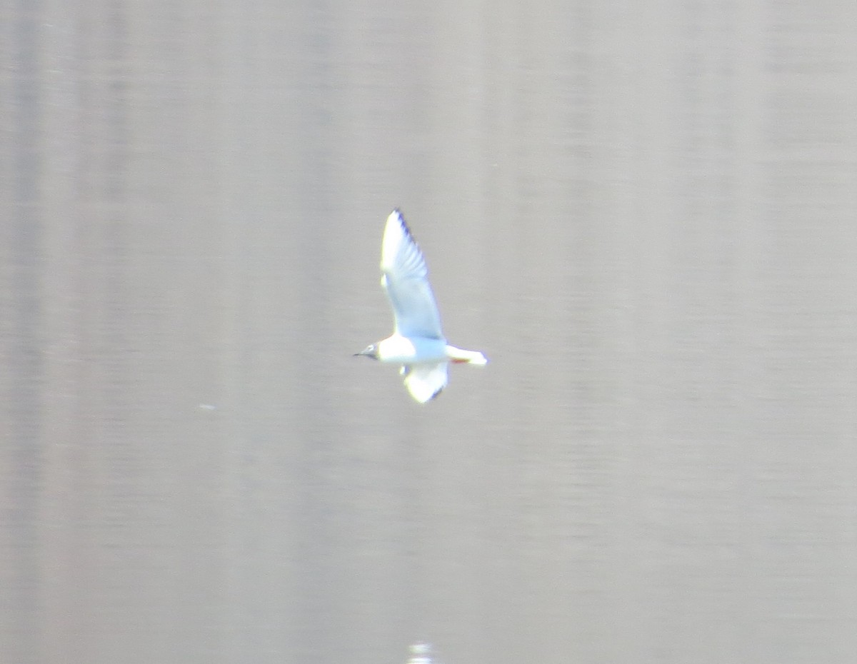 Bonaparte's Gull - ML113022641