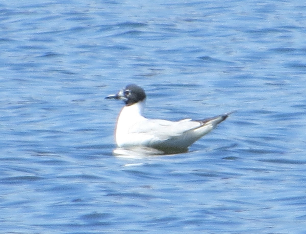 Mouette de Bonaparte - ML113022651