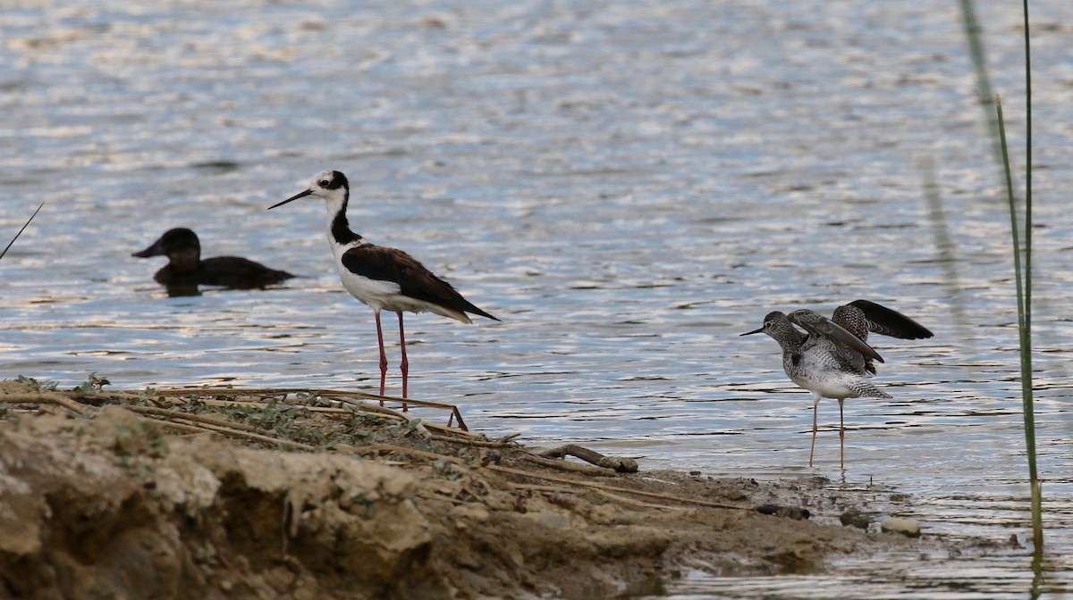 Lesser Yellowlegs - ML113025241