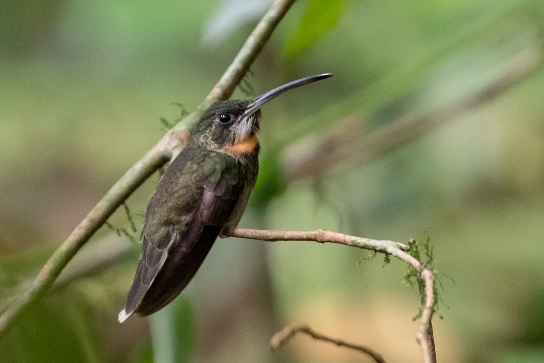 Pale-tailed Barbthroat - Rob Felix