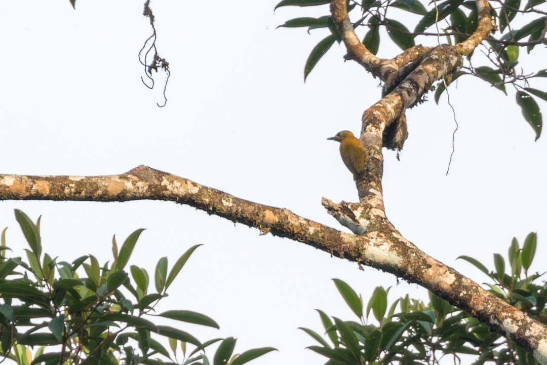 Red-stained Woodpecker - ML113025531