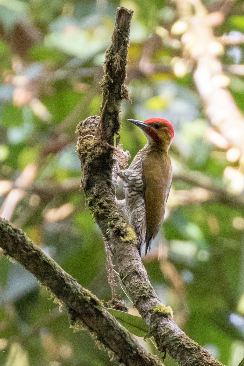 White-throated Woodpecker - ML113025641