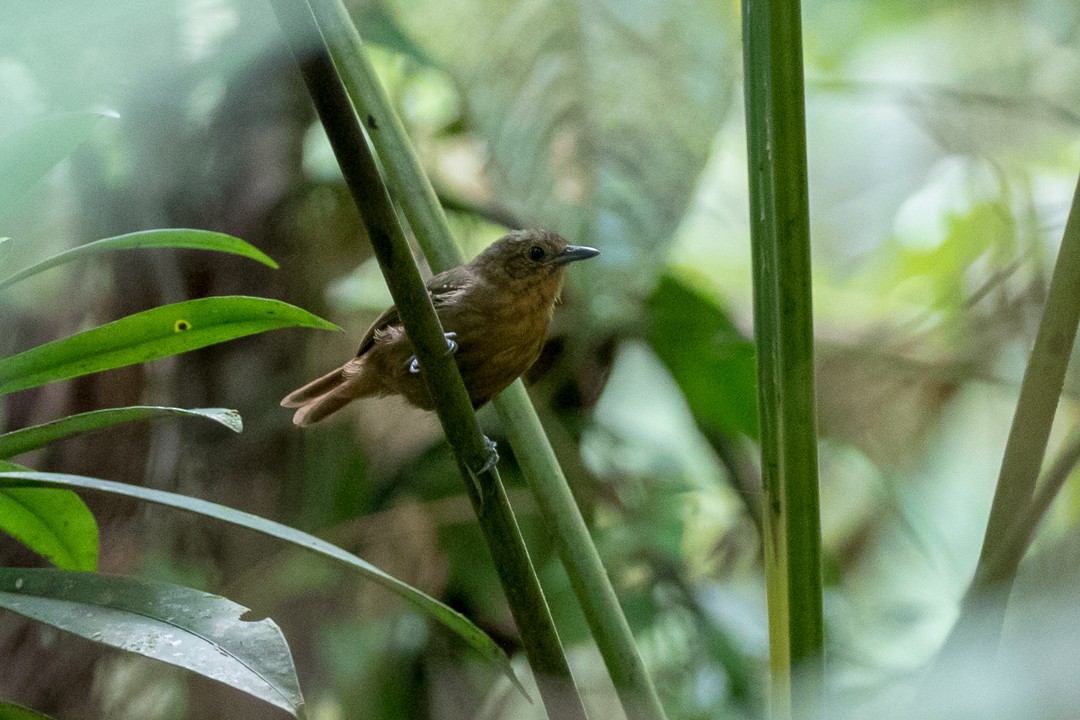 Foothill Stipplethroat - ML113025701