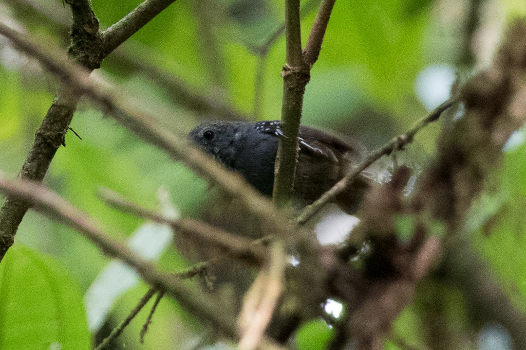 Foothill Stipplethroat - Rob Felix