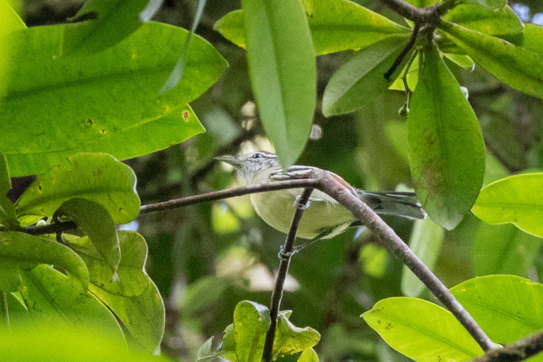 Rusty-winged Antwren - ML113025761