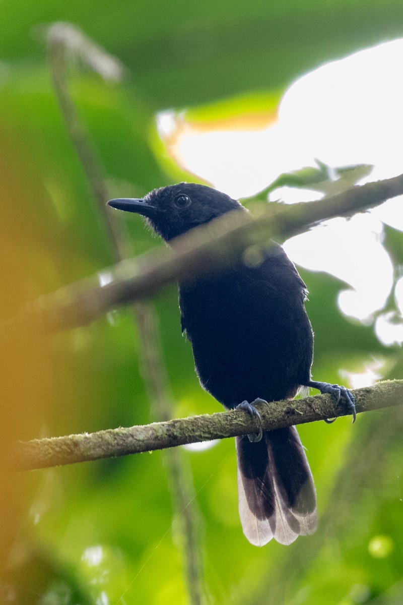 Black Antbird - ML113025851