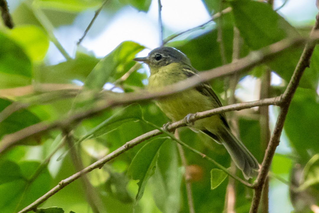 Spectacled Bristle-Tyrant - Rob Felix