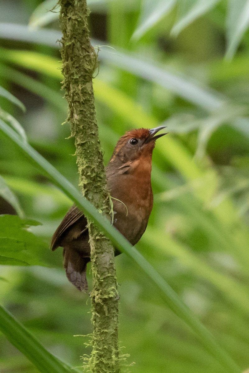 Musician Wren - ML113026001