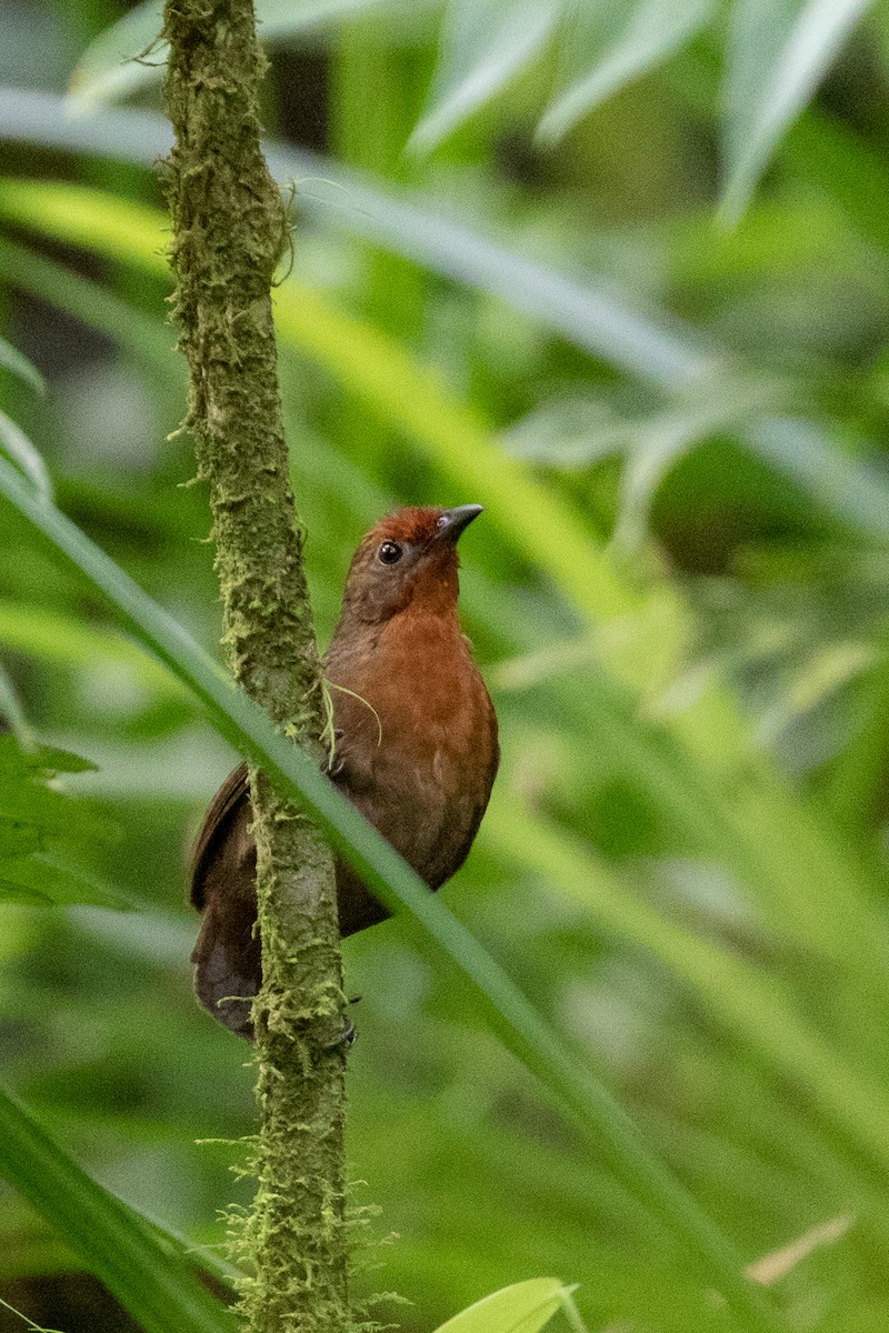 Musician Wren - ML113026011