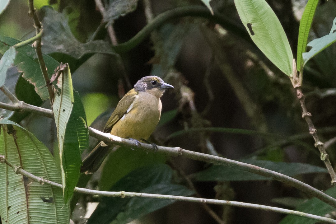 Fulvous-crested Tanager - ML113026061