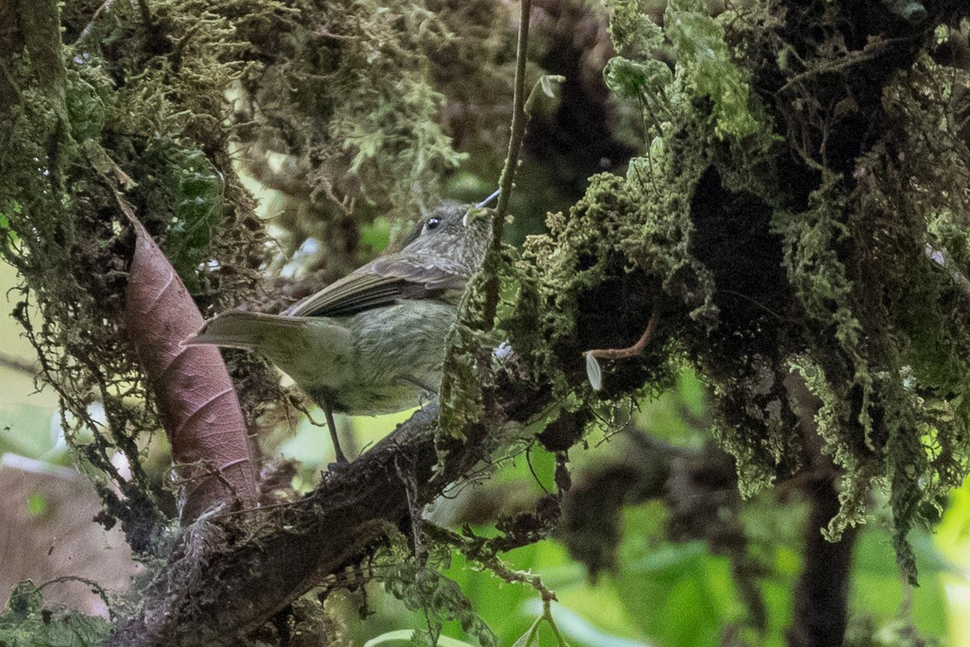 Olive-striped Flycatcher - ML113026481