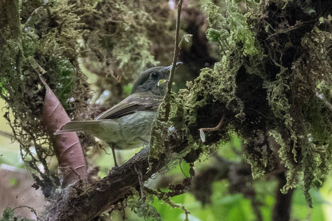 Olive-striped Flycatcher - Rob Felix