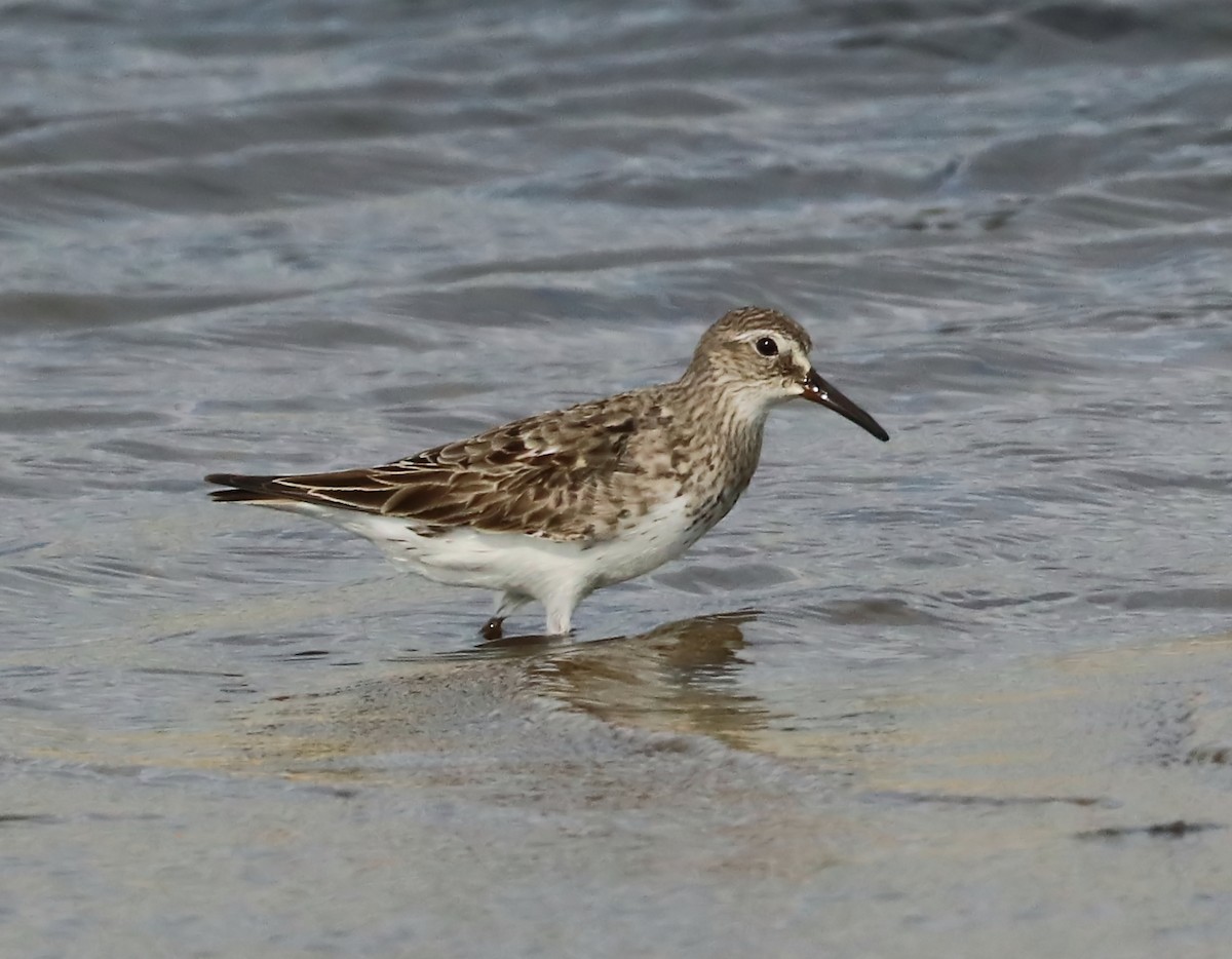 Weißbürzel-Strandläufer - ML113027451