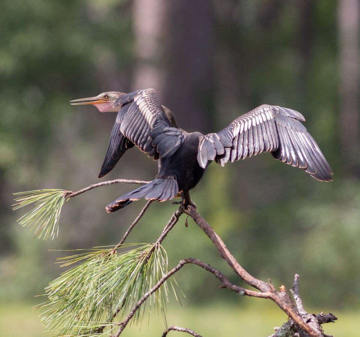 eBird Checklist 31 Aug 2018 Kisatchie NFFullerton Mill site 12