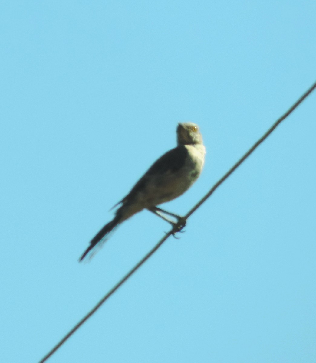 Northern Mockingbird - ML113027611