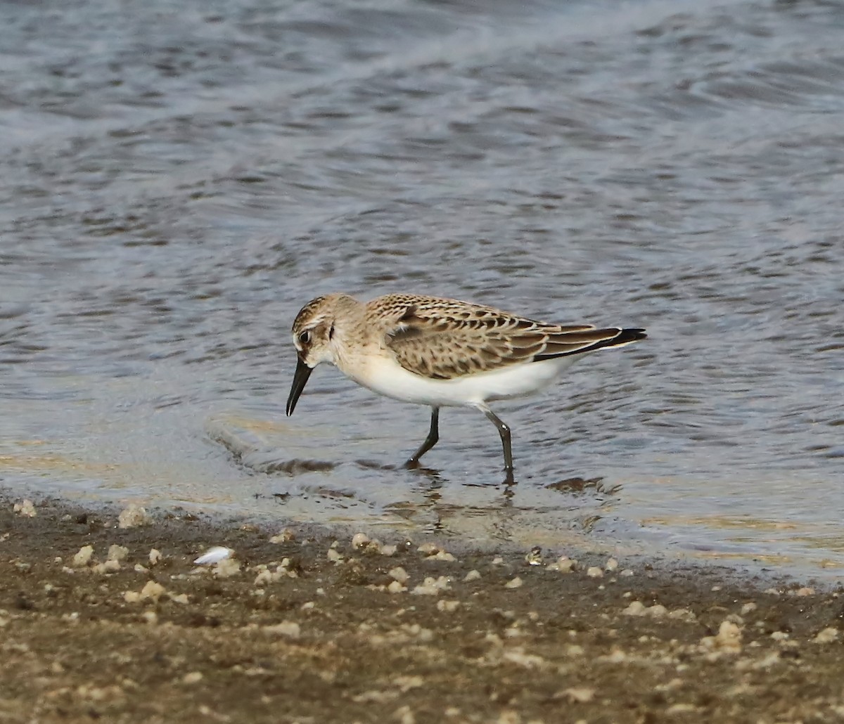 Semipalmated Sandpiper - ML113027691