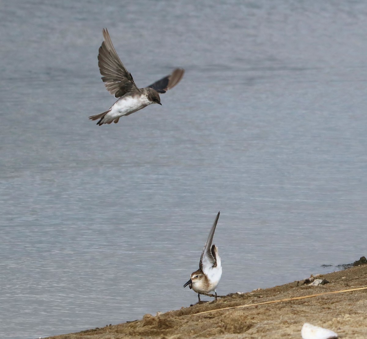 Semipalmated Sandpiper - ML113027711