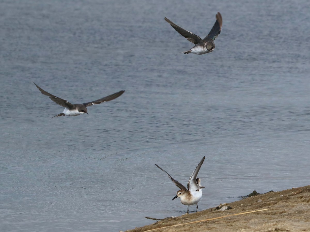 Semipalmated Sandpiper - ML113027721