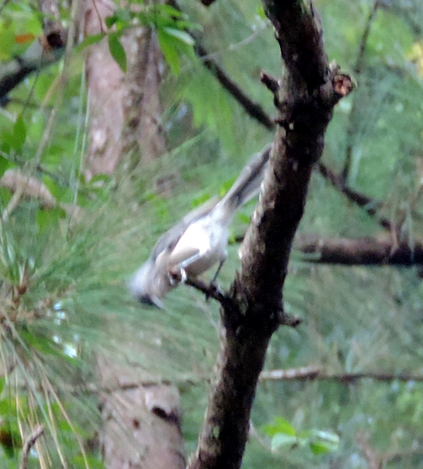 Tufted Titmouse - ML113027761