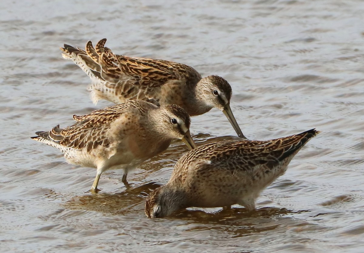 Short-billed Dowitcher - ML113028001