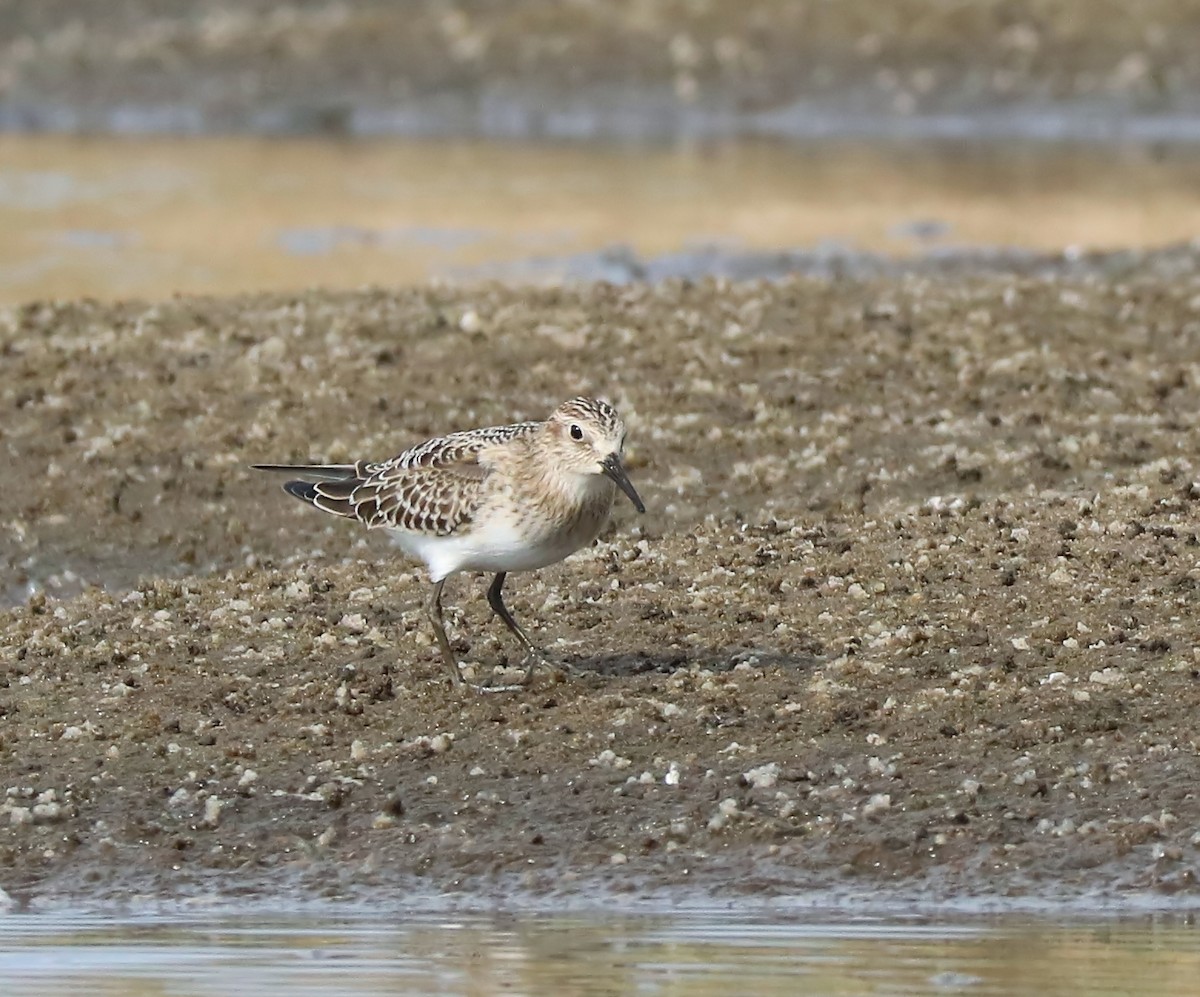 Bairdstrandläufer - ML113028471