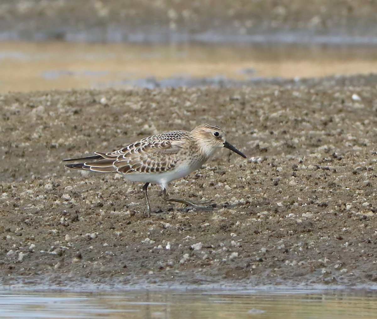 Baird's Sandpiper - ML113028481