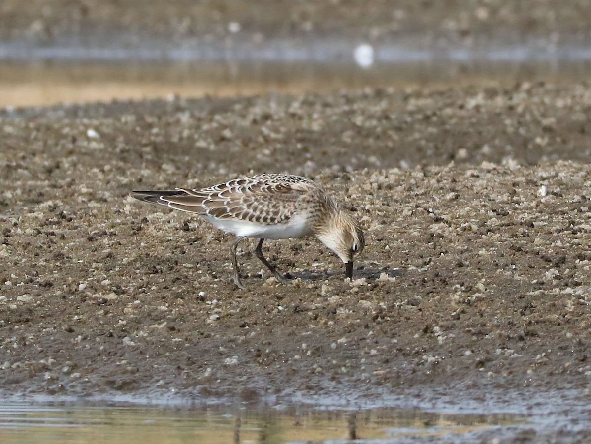 Baird's Sandpiper - ML113028491