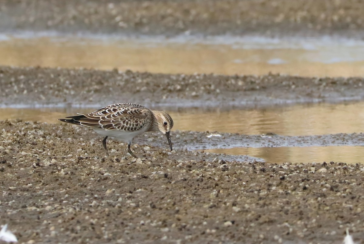 Baird's Sandpiper - ML113028501