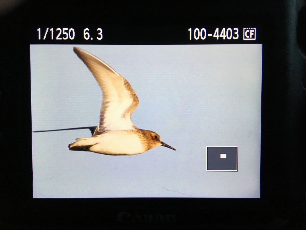 Baird's Sandpiper - ML113028681