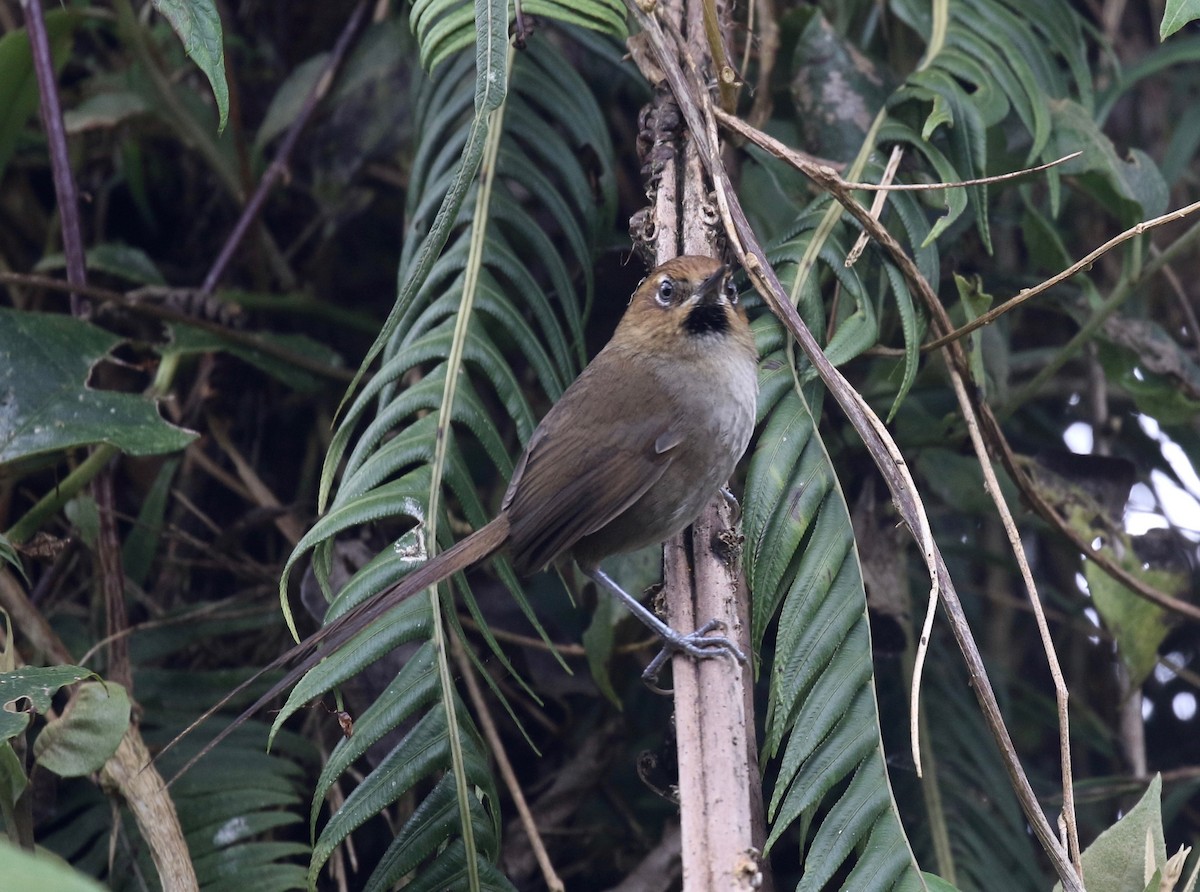 Black-throated Thistletail - ML113029391