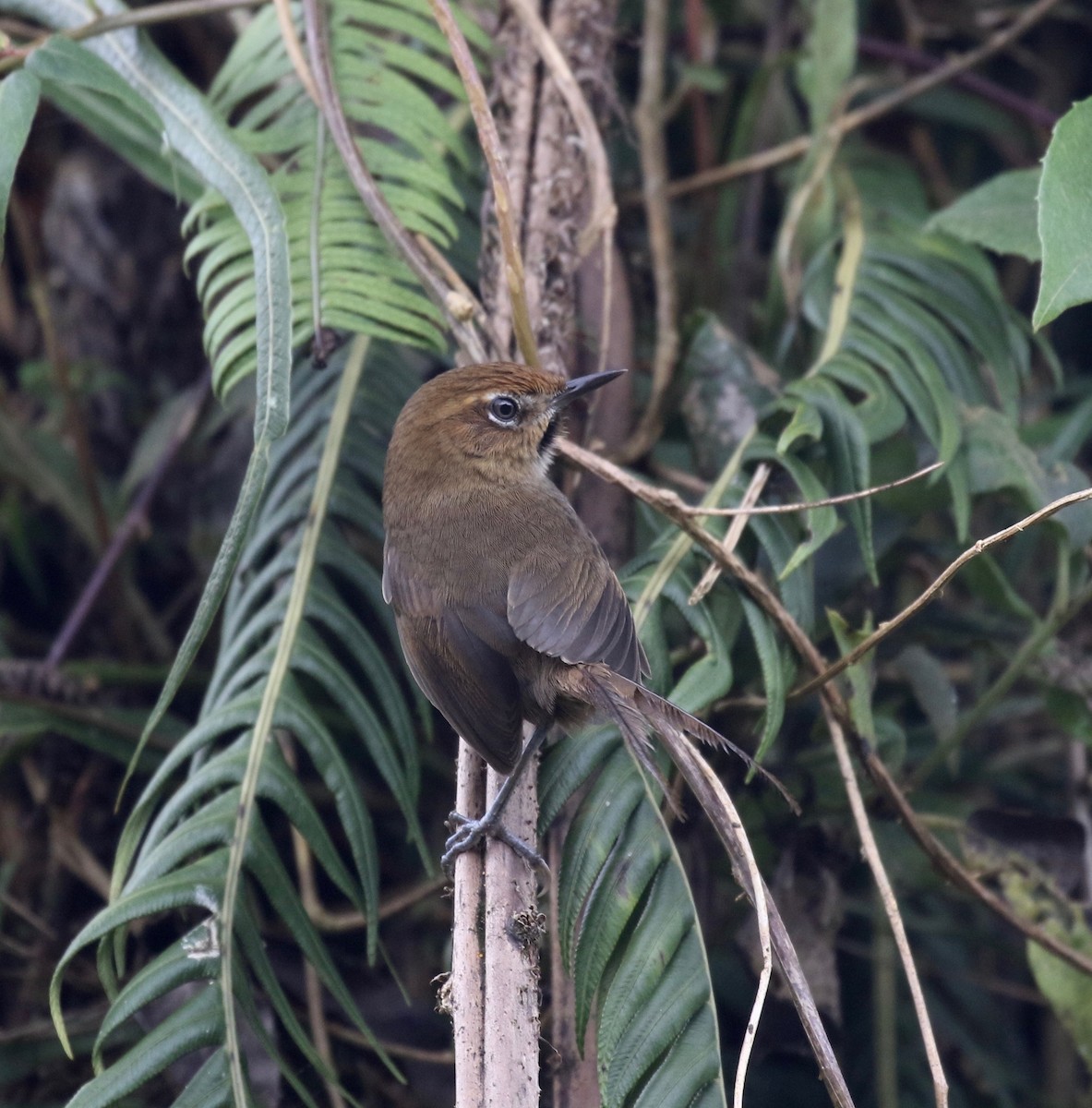 Black-throated Thistletail - ML113029431