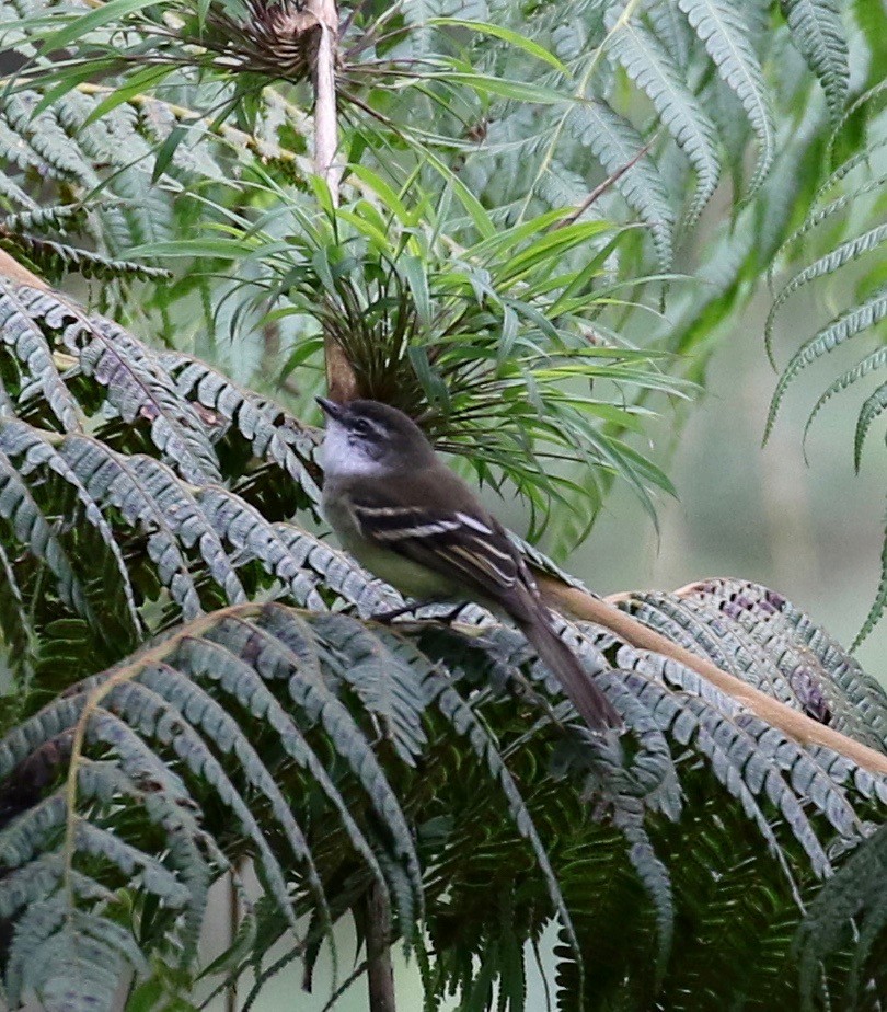 Tyranneau à gorge blanche - ML113029471