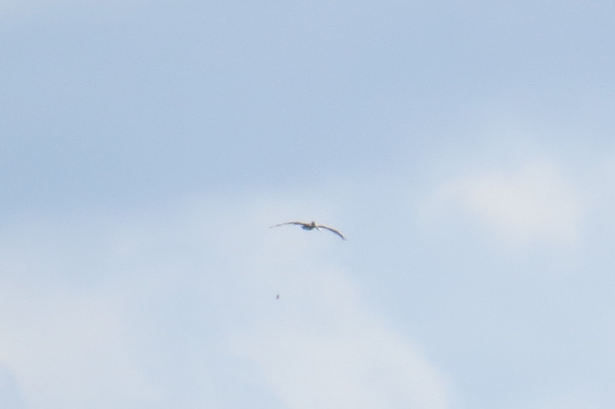 Brown Pelican - Steve Svedeman