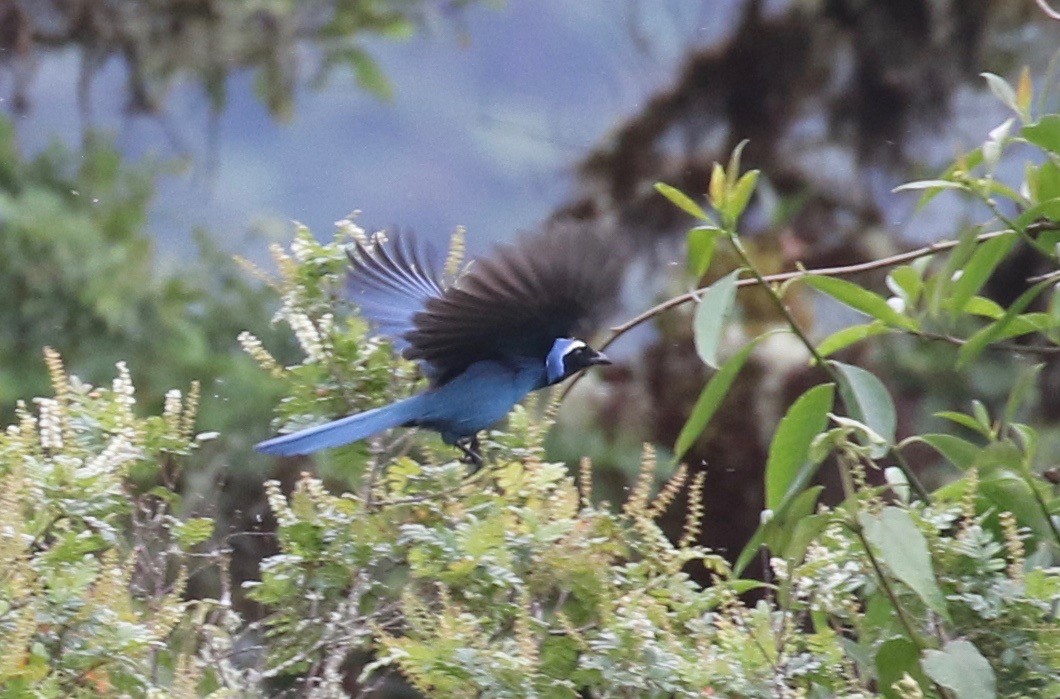 White-collared Jay - ML113029511