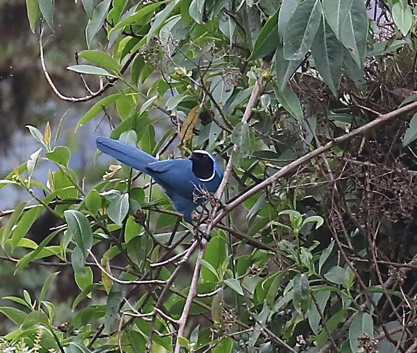 White-collared Jay - Sandy Vorpahl