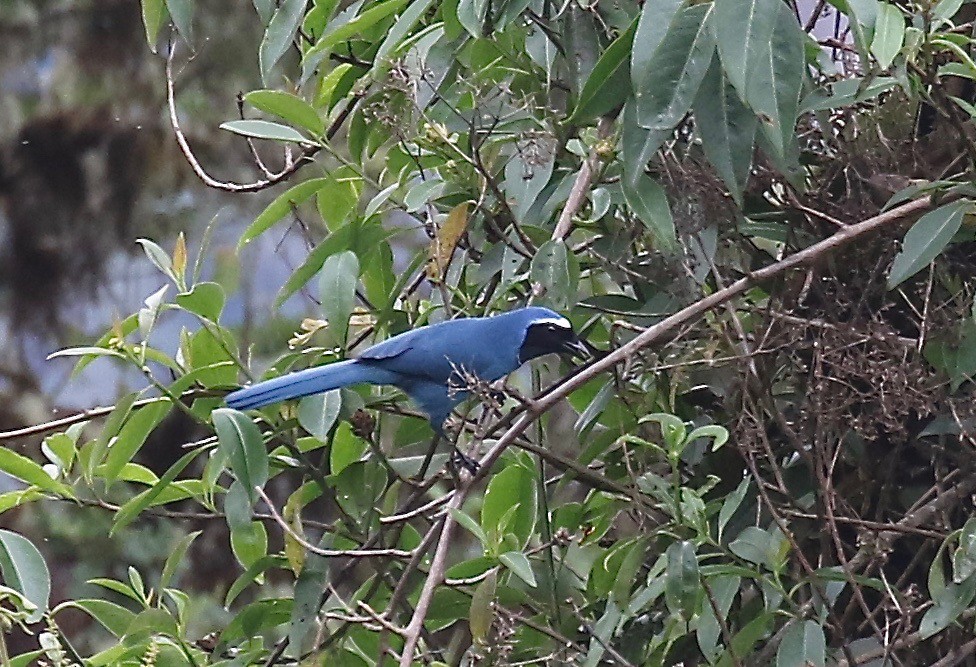 White-collared Jay - ML113029541