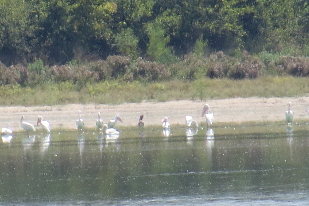 Brown Pelican - ML113029551