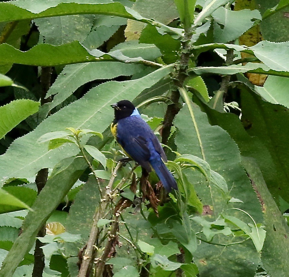 Hooded Mountain Tanager - ML113029661