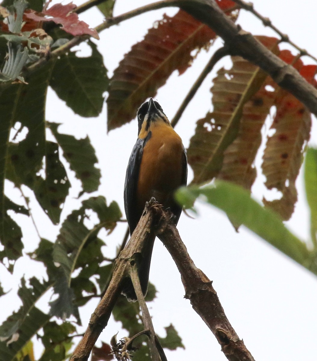 Chestnut-bellied Mountain Tanager - ML113029761