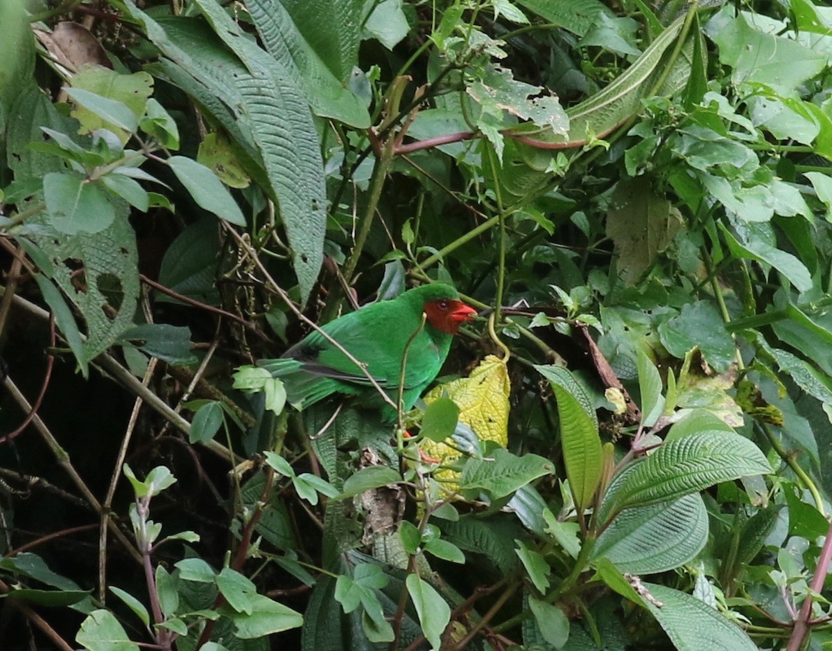 Grass-green Tanager - Sandy Vorpahl