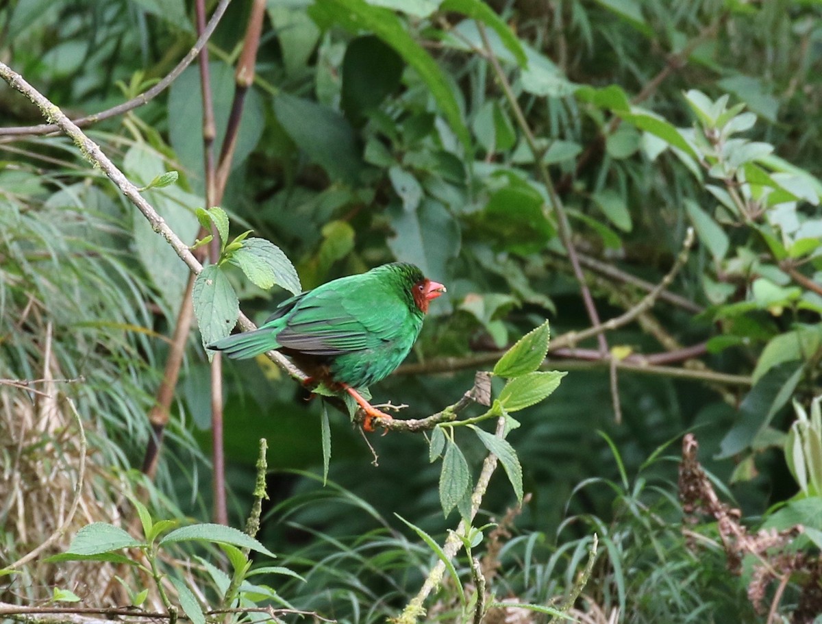 Grass-green Tanager - ML113029831