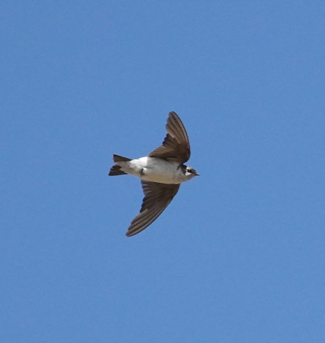 Violet-green Swallow - ML113032611