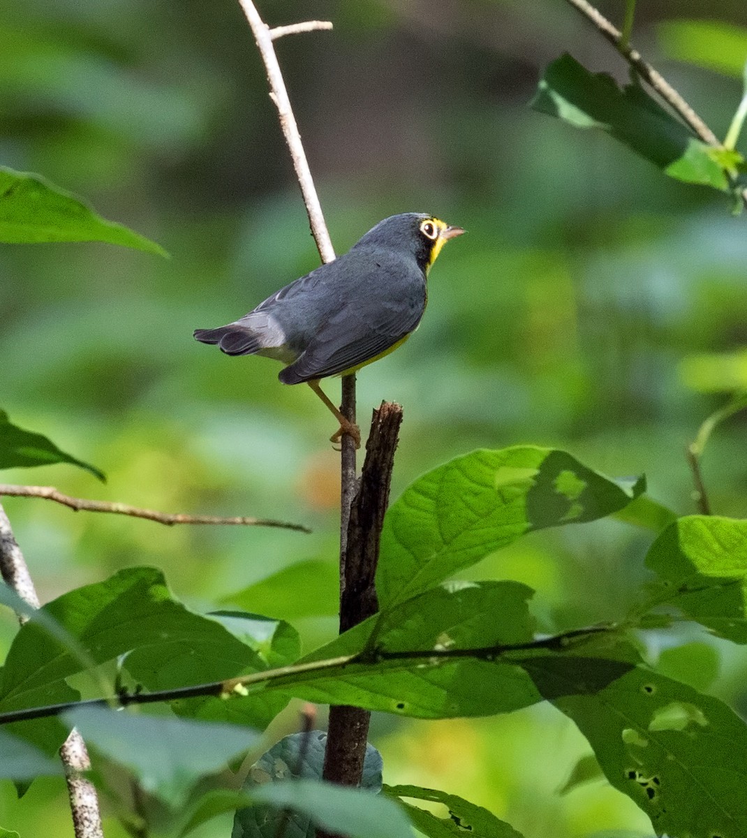 Canada Warbler - ML113032931