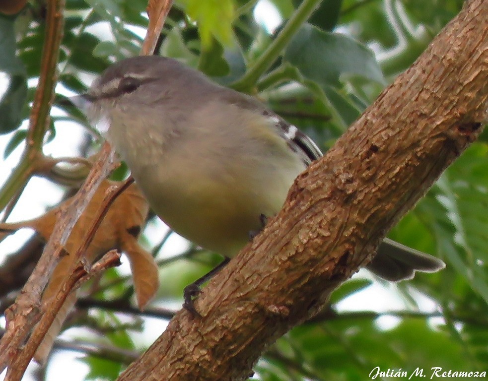 White-crested Tyrannulet (Sulphur-bellied) - Julián Retamoza