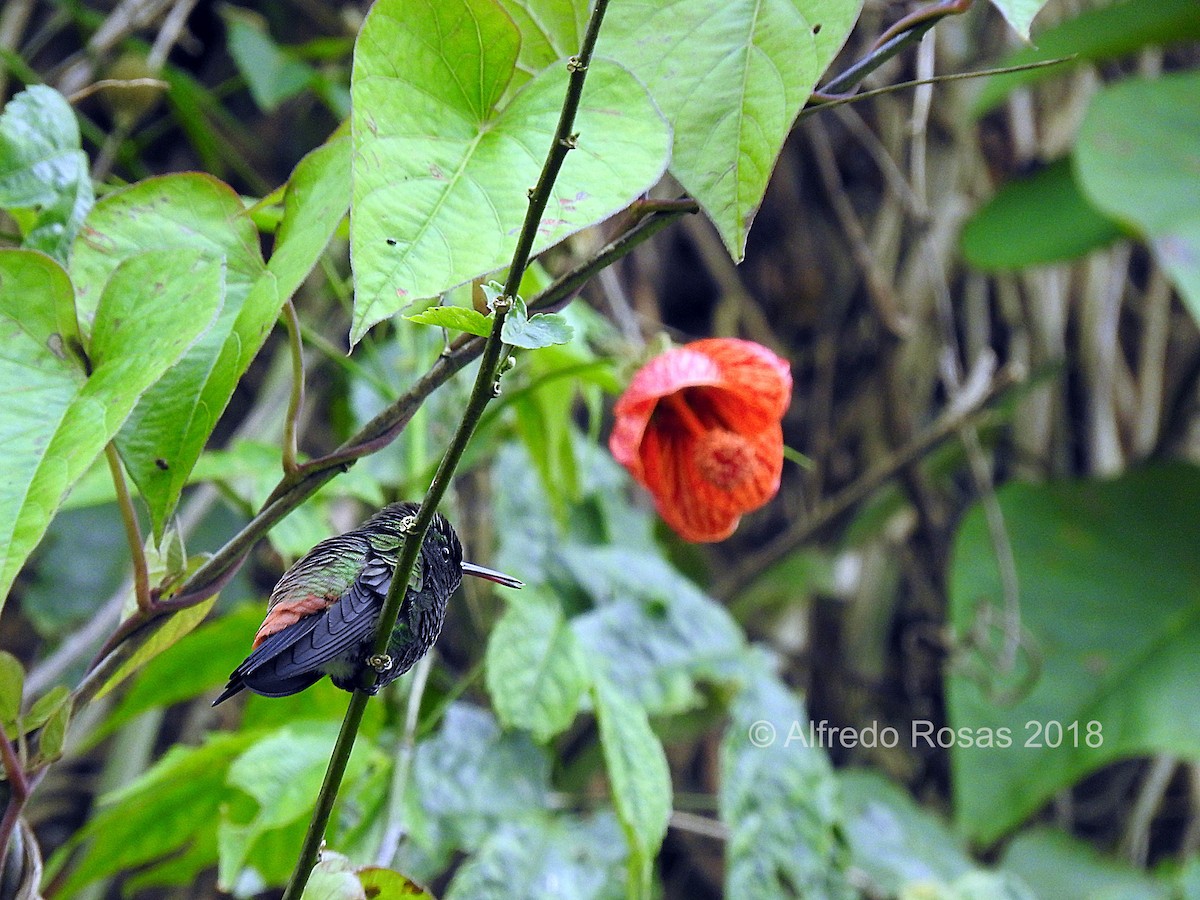 Copper-rumped Hummingbird - ML113036111