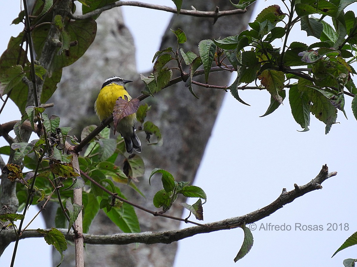 Bananaquit - Alfredo Rosas