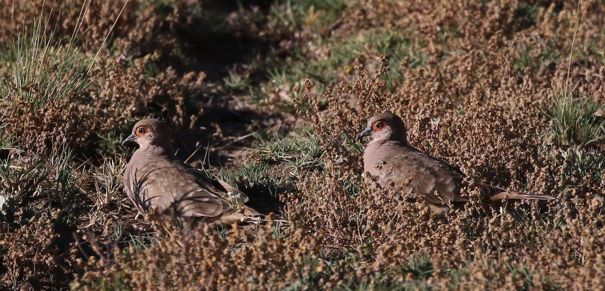 Bare-faced Ground Dove - ML113037551