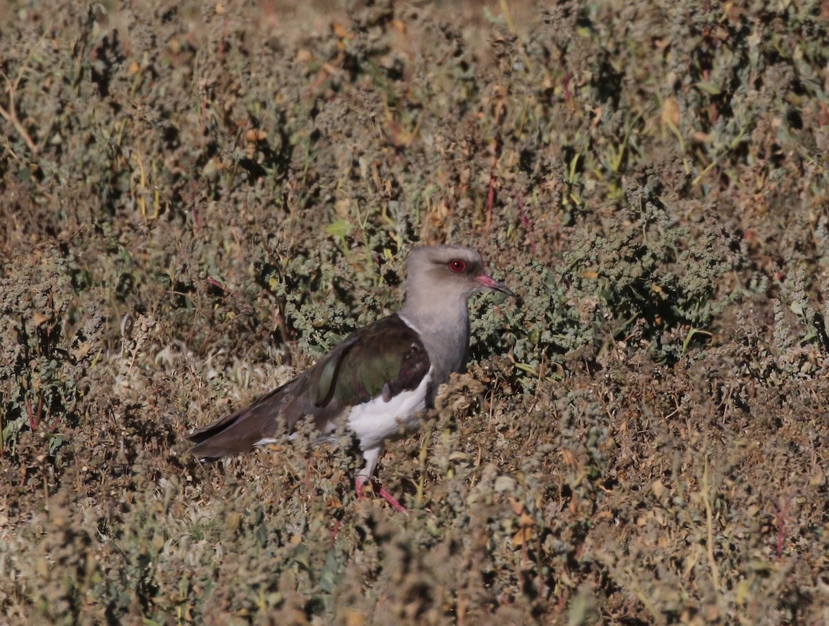 Andean Lapwing - ML113037671